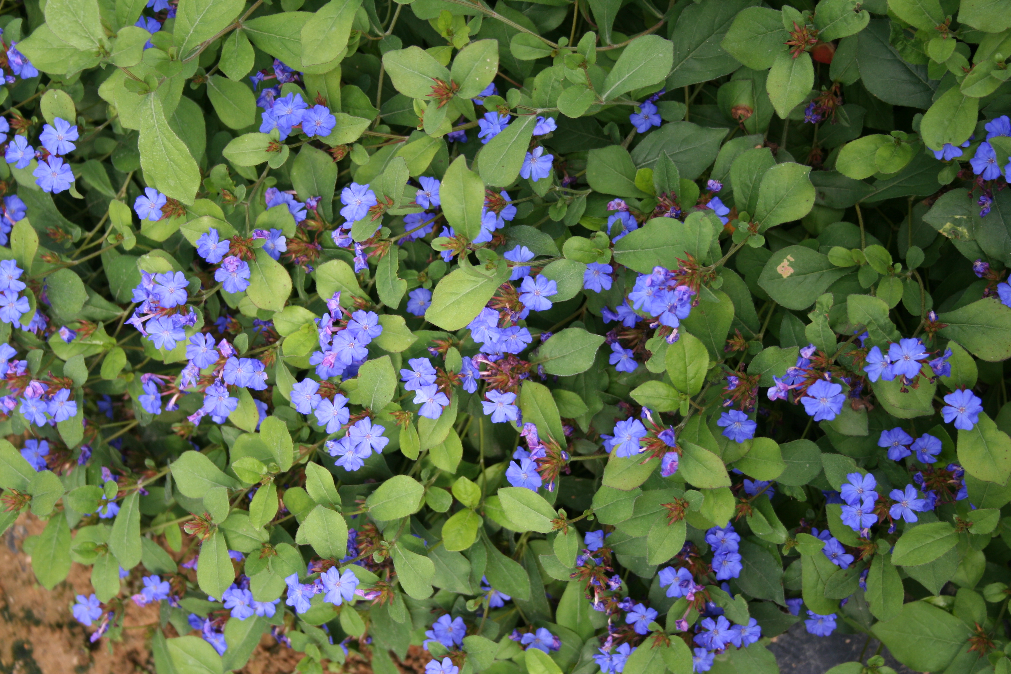 Ceratostigma plumbaginoide